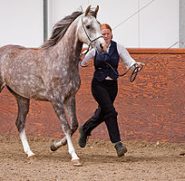 Grey_Arabian_horse